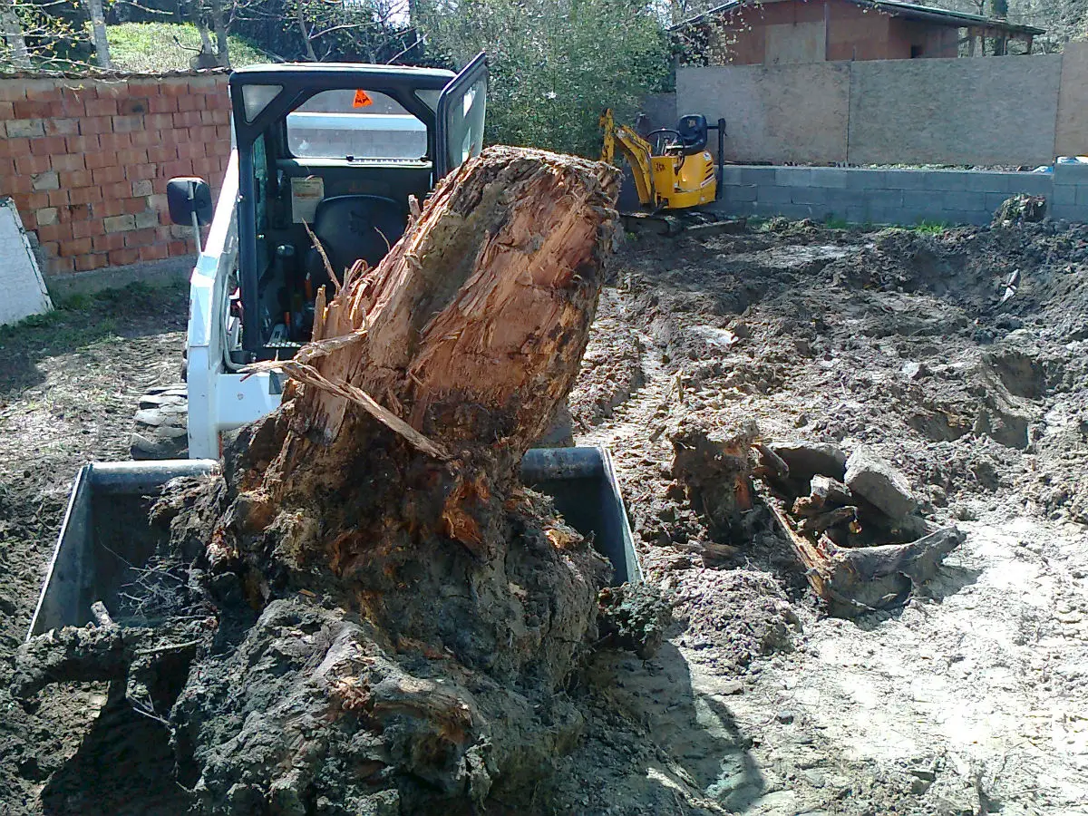 Fa gyökérzet eltávolítás